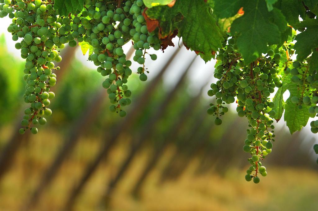 B&B Camignone Franciacorta Passirano Eksteriør billede